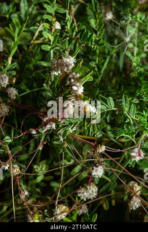 Flora von Gran Canaria - Fadenartige verwickelte Stämme von Cuscuta approximata, auch bekannt als fadenartiger parasitärer natürlicher Makroblütenhintergrund. Stockfoto