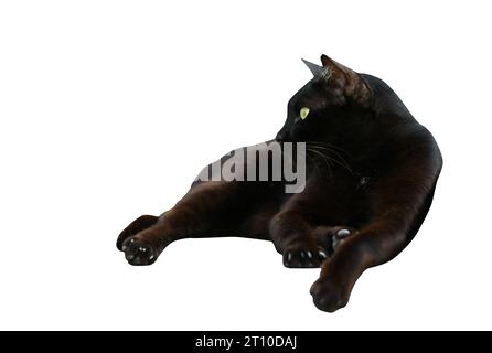 Ein isoliertes Porträt einer schwarzen thailändischen Katze, die sich auf weißem Hintergrund entspannt und die Augen beiseite blickend. Stockfoto