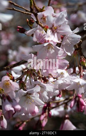 Kirschblüte im Blossom Valley, Aston Norwood Gardens, Kaitoke, Upper Hutt, Wellington, Nordinsel, Neuseeland Stockfoto