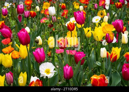 Tulpen, Botanische Gärten, Wellington, Nordinsel, Neuseeland Stockfoto