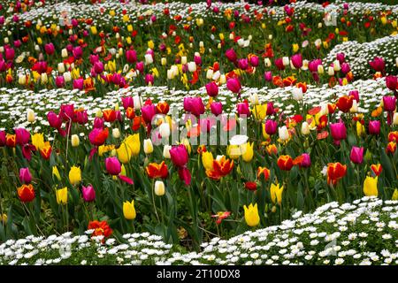 Tulpen, Botanische Gärten, Wellington, Nordinsel, Neuseeland Stockfoto
