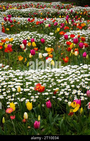 Tulpen, Botanische Gärten, Wellington, Nordinsel, Neuseeland Stockfoto