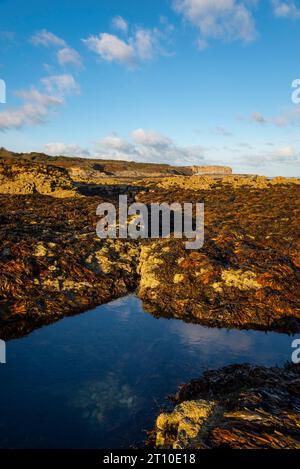 Penmon Point an der Küste von Anglesey, Nordwales. Meeresalgen bedeckten Felsen im Morgensonnenlicht. Stockfoto