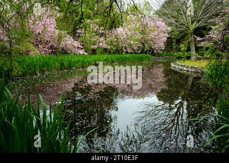 Kirschblüte im Blossom Valley, Aston Norwood Gardens, Kaitoke, Upper Hutt, Wellington, Nordinsel, Neuseeland Stockfoto