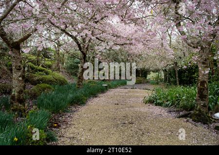 Kirschblüte im Blossom Valley, Aston Norwood Gardens, Kaitoke, Upper Hutt, Wellington, Nordinsel, Neuseeland Stockfoto