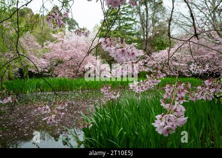 Kirschblüte im Blossom Valley, Aston Norwood Gardens, Kaitoke, Upper Hutt, Wellington, Nordinsel, Neuseeland Stockfoto