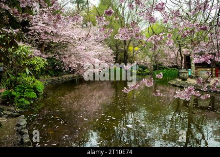 Kirschblüte im Blossom Valley, Aston Norwood Gardens, Kaitoke, Upper Hutt, Wellington, Nordinsel, Neuseeland Stockfoto