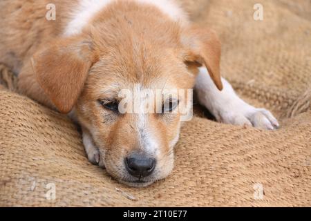 Verärgerter Hund, der auf dem Hintergrund des Feldes liegt Stockfoto