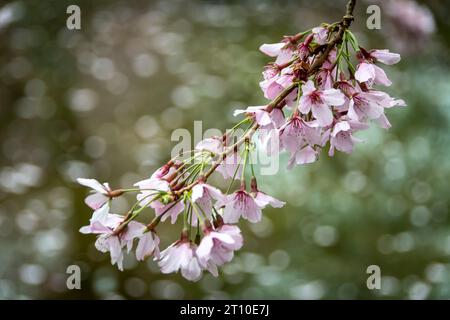 Kirschblüte im Blossom Valley, Aston Norwood Gardens, Kaitoke, Upper Hutt, Wellington, Nordinsel, Neuseeland Stockfoto