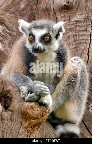 Nahaufnahme eines RingschwanzLemuren (Lemur catta) Stockfoto