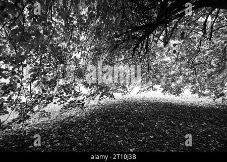 BÄUME – SCHÖNER ÜBERHÄNGENDER ZWEIG MIT HERBSTLICHEN BLÄTTERN Stockfoto