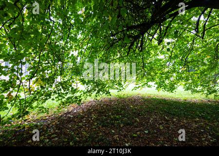 BÄUME – SCHÖNER ÜBERHÄNGENDER ZWEIG MIT HERBSTLICHEN BLÄTTERN Stockfoto