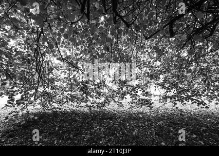 BÄUME – SCHÖNER ÜBERHÄNGENDER ZWEIG MIT HERBSTLICHEN BLÄTTERN Stockfoto