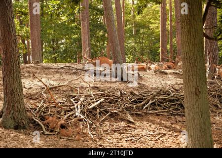 Hirsche im Wald im Herbst. Stockfoto