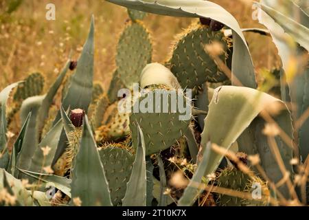 Kaktusblüten (Opuntia) mit sich entwickelndem Fruchtanbau .Opuntia Kakteen wachsen in der Wüste, Südafrika Stockfoto