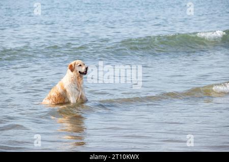 Ein großer erwachsener Golden Retriever-Hund, der im flachen Meerwasser sitzt, während die Wellen an ihm vorbeiziehen. Der Hund ist nass und entspannt und blickt zurück zur Küste Stockfoto