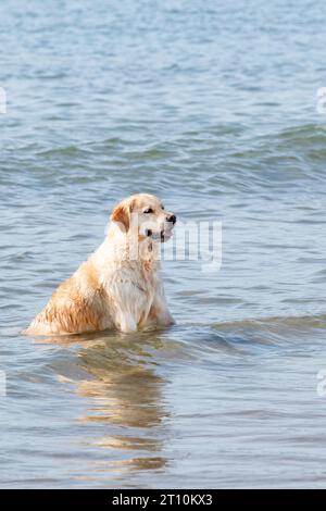 Ein großer erwachsener Golden Retriever-Hund, der im flachen Meerwasser sitzt, während die Wellen an ihm vorbeiziehen. Der Hund ist nass und entspannt und blickt zurück zur Küste Stockfoto