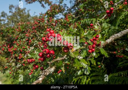 Nahaufnahme von roten Weißdornbeeren (Crataegus monogyna), die in einer Hecke im Herbst England Grossbritannien Grossbritannien Grossbritannien wachsen Stockfoto