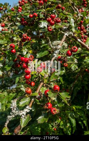 Nahaufnahme von Flechten auf roten Weißdornbeeren (Crataegus monogyna), die in einer Hecke im Herbst England Großbritannien Großbritannien Großbritannien Großbritannien Großbritannien Großbritannien Großbritannien Großbritannien Großbritannien Großbritannien Großbritannien Großbritannien Großbritannien Großbritannien Großbritannien Großbritannien Großbritannien Großbritannien Großbritannien Großbritannien Großbritannien Großbritannien Stockfoto