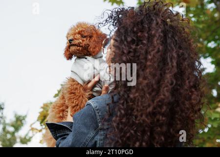 Brauner Spielzeugpudel-Welpe in den Armen seines Besitzers. Kleiner Hund mit Frau vor dem Hintergrund von Bäumen und Himmel. Nahaufnahme, Kopierbereich. Stockfoto