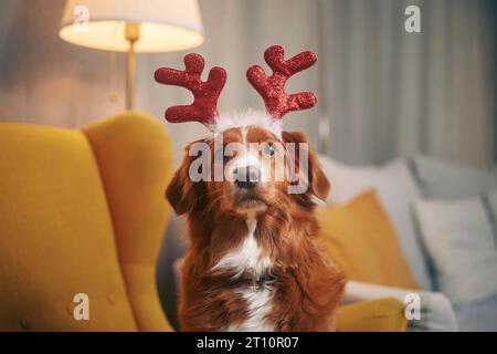 Hund mit Rentiergeweih-Kostüm. Lustiges Porträt von Happy Nova Scotia Duck Tolling Retriever, der auf Weihnachten wartet. Stockfoto