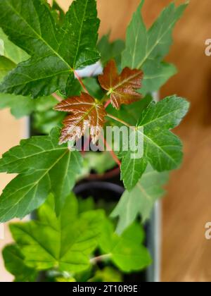 Platanus acerifolia (London Plane) Setzlinge in einem Topf, der für das Pflanzen im Freien vorbereitet ist Stockfoto