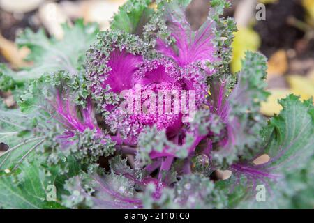 Brassica oleracea als Winterzierpflanze. Lila Blüten in Blüte mit Tautropfen Stockfoto