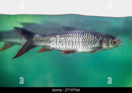 Sultanfische oder Leptobarbus hoevenii, Kryprinidenfische, die in südostasiatischen Lebensräumen heimisch sind. Stockfoto