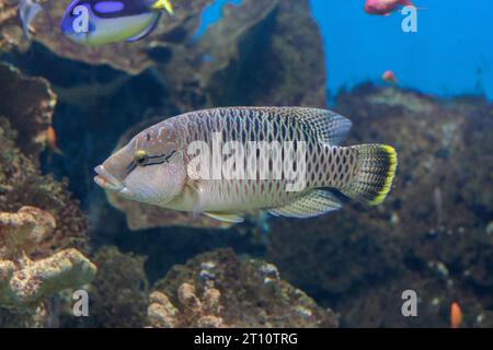 Weibliche Napoleon Wrasse oder Cheilinus undulatus. Auch bekannt als der Māori-Fisch, Napoleon-Fisch, Napoleonfisch, Napoleonfisch Stockfoto