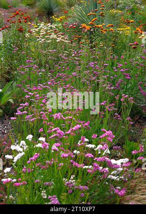 Eine Mischung von Blüten der jährlich im Sommer blühenden Gartenpflanzen Limonium Sinuatum helichrysum bracteatum, Xerochrysum bracteatum, Stockfoto