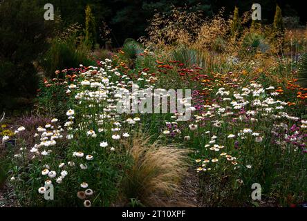 Sommergartengrenze mit blühenden jährlichen Gartenpflanzen von helichrysum bracteatum, Xerochrysum bracteatum, Bracteantha bracteata. Stockfoto