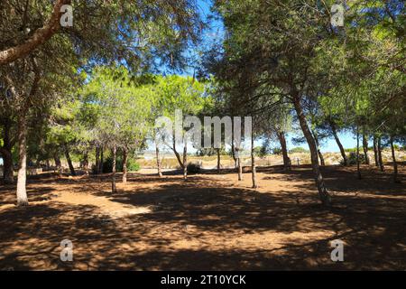 Sie wohnen im Naturpark La Laguna Salada de la Mata y Torrevieja. Stockfoto