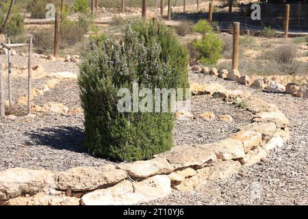 Botanischer Garten mit aromatischen Pflanzen im Naturpark La Laguna Salada de la Mata y Torrevieja. Stockfoto