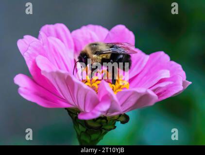 Hummel bestäubt eine hübsche, leuchtend rosa Zinnia an einem Sommernachmittag in einem Garten im Garten von St. Croix Falls, Wisconsin, USA. Stockfoto