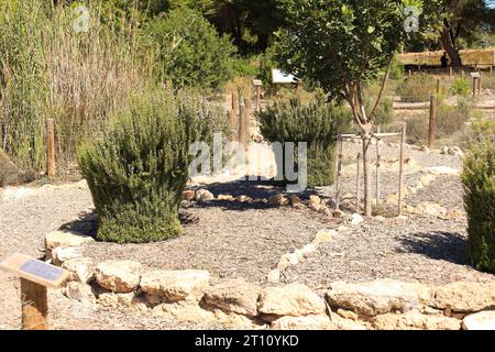 Botanischer Garten mit aromatischen Pflanzen im Naturpark La Laguna Salada de la Mata y Torrevieja. Stockfoto