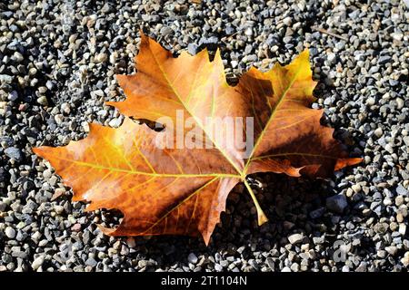 Herbstblatt auf grauen Steinen. Stockfoto