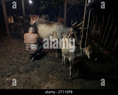 Eine Kuh melken in Kuba, kubanische Kuh kubanischer Landwirt melkt eine Kuh Stockfoto