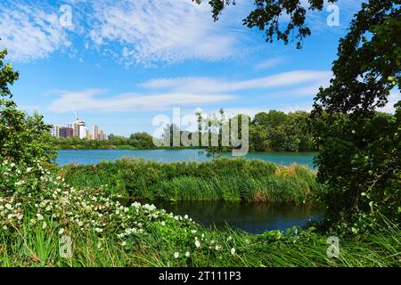 Walthamstow Wetlands Naturschutzgebiet im Sommer, Walthamstow, London, Großbritannien, mit den neuen Blackhorse Mills Apartments im Hintergrund Stockfoto