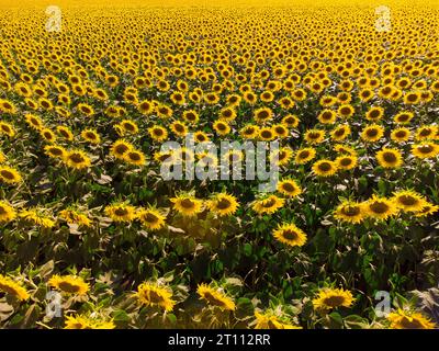 Reife Sonnenblumen Field aus der Luft von oben Stockfoto