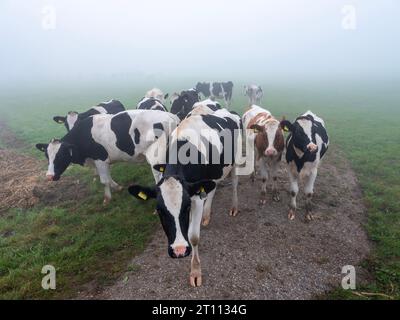 Gefleckte Kälber stehen während des dichten Morgennebels auf der Wiese Stockfoto