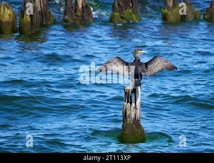 Großer Kormoran (Phalacrocorax carbo) mit ausgebreiteten Flügeln, sitzend auf einem alten verwitterten Groyne im Meer Stockfoto