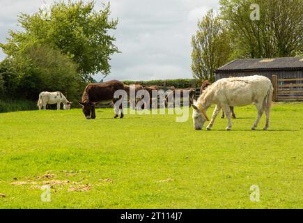 Das Donkey Sanctuary wurde 1969 in Sidmouth, Devon, Großbritannien gegründet Stockfoto