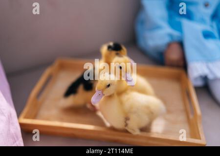 Nahaufnahme der Gruppe niedliche kleine gelbe Entlein, die an sonnigen Tagen im Haus des Sommers spazieren gehen. Konzept der Exkursion zum Öko-Bauernhof, Leben im Dorf Stockfoto