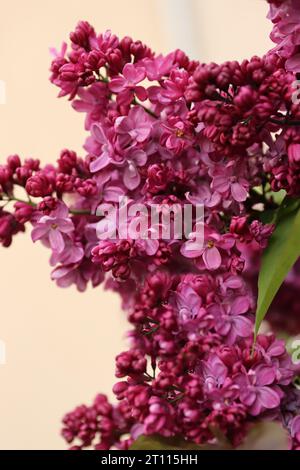Fliederbusch mit großen Blumen. Flieder blüht. Helle Blüten von Federfliederbusch. Frühlingsrosa Fliederblumen Nahaufnahme auf unscharfem Hintergrund. Seite V Stockfoto