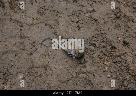 Kleine tote oder schlafende Feldmaus liegt auf Lehmboden Stockfoto