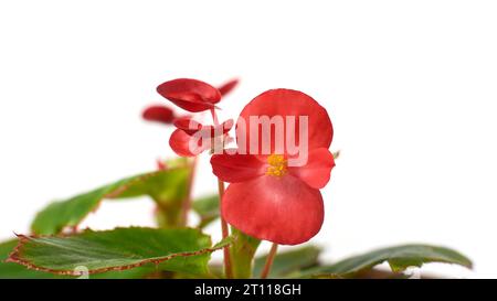 Nahaufnahme der roten Wachsbegonie oder Bettzeug-Begonia, beliebte und attraktive blühende Pflanze mit leuchtenden roten Blüten mit glänzend grünen Blättern isoliert Stockfoto