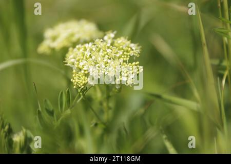 Nahaufnahme der Weißen Blumen-Kresse Lepidium draba. Blühende Pfeilkresse im Frühjahr Stockfoto