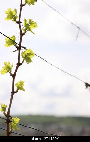 Junge Blütenstand der Trauben am Weinstock. Rebsorten mit jungen Blättern und Knospen Blühen auf einer Weinrebe im Weinberg. Frühjahr Knospen sprießen Stockfoto