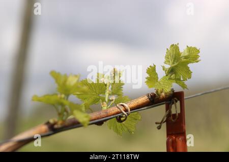 Neue Bugs und Blätter sprießen Anfang Frühling auf einem Trellised Rebe in Bordeaux Weinberg wächst Stockfoto