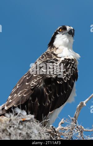 Ein Fischadler, der aus seinem Nest in den Florida Everglades wacht Stockfoto